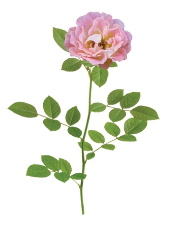 ��ɫõ�廨����Ҷ�廭PNG���ͼ