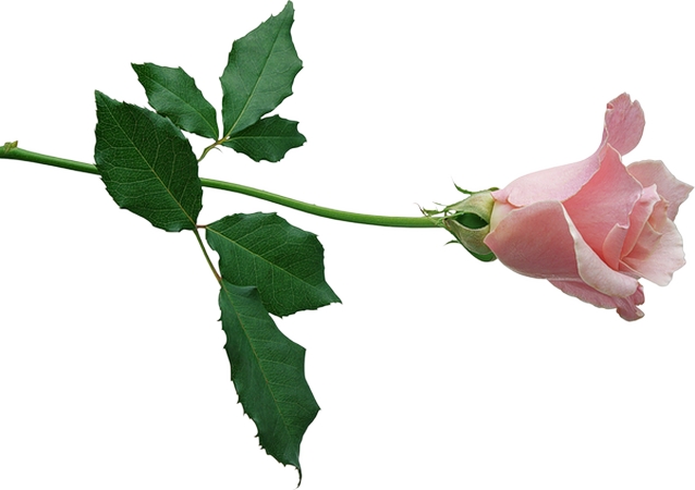 ���̾���ɫõ�廨PNG���ͼ