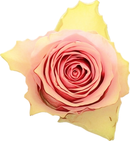 ���ƻ��걳����ɫõ�廨PNG���ͼ