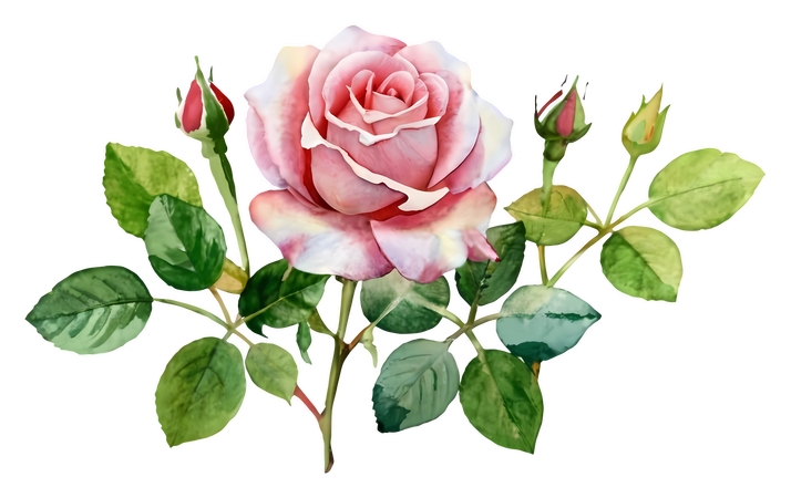 ����Ҷ��ɫõ�廨�廭PNG���ͼ