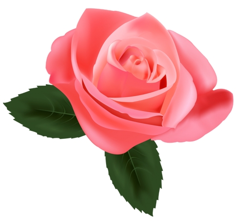 ����Ҷ��ɫõ�廨�廭PNG���ͼ3