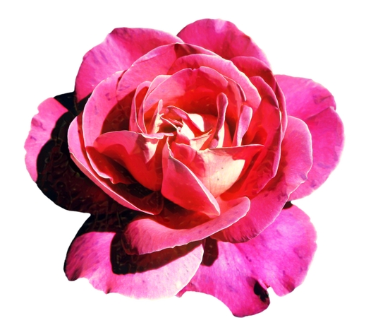 ʢ����ɫõ�廨��廭PNG���ͼ