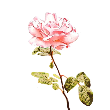 ��Ҷ��ʢ����ɫõ�廨PNG���ͼ