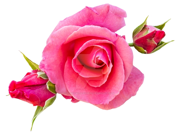 �����»���װ�����޷�ɫõ�廨PNG���ͼ