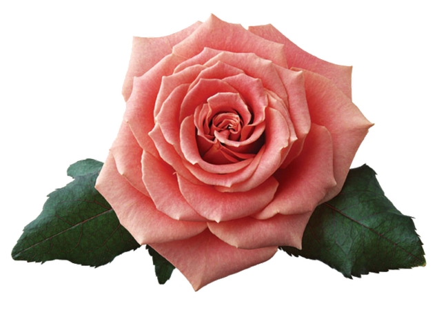 װ���ô�Ҷ��ɫõ�廨PNG���ͼ