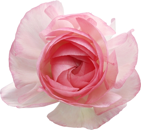 ʢ����ɫõ�廨PNG���ͼ