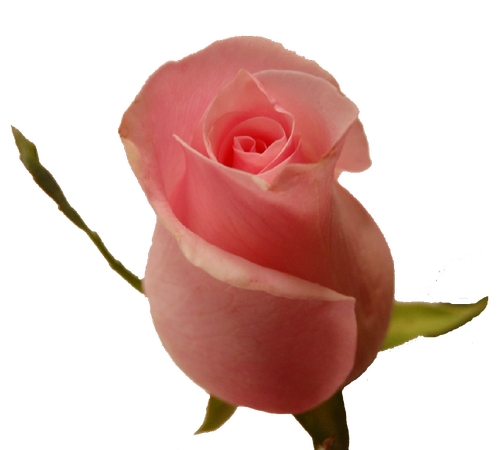 ���̾����·�ɫõ�廨PNG���ͼ