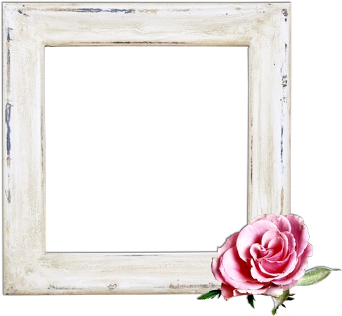 ����ɫõ�廨�׿��PNG���ͼ