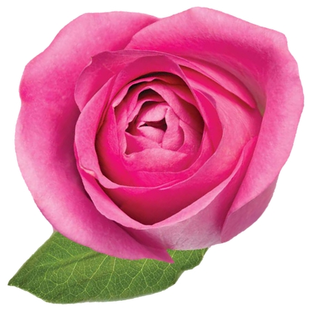 ����Ҷ��ɫõ�廨PNG���ͼ