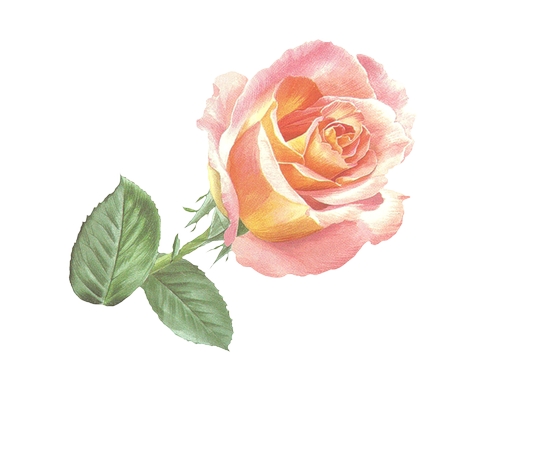 ����װ�δ���Ҷ��ͷ�ɫõ�廨PNG���ͼ