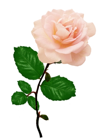 ����Ҷ��ɫõ�廨PNG���ͼ