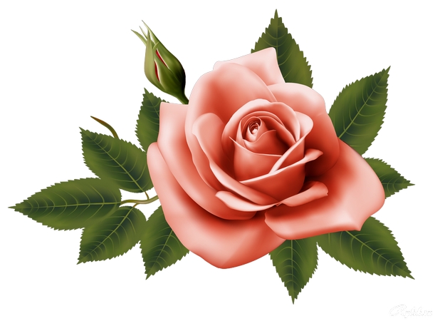 ����Ҷ��ɫõ�廨PNG���ͼ1