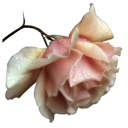 ��¶���ɫõ�廨��������PNG���ͼ