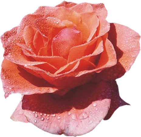 ���������ˮ�η�ɫõ�廨PNG���ͼ