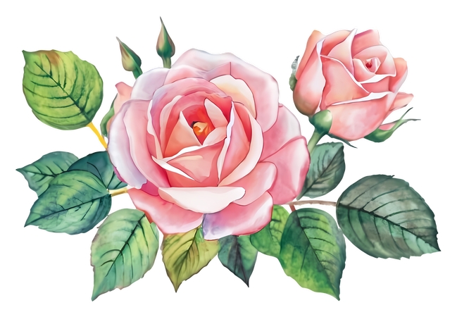 ��ïʢ��Ҷ��ɫõ�廨��PNG���ͼ