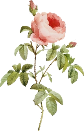 ��Ҷ�ӷ�ɫõ�廨�廭PNG���ͼ2