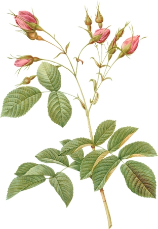 ��ɫõ�廨�ٺ�Ҷ�Ӳ廭PNG���ͼ