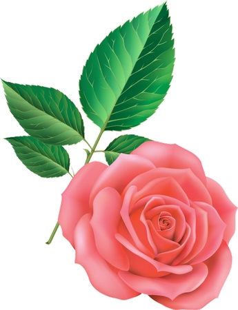 �����ɫõ�廨����Ҷ����ƷPNG���ͼ