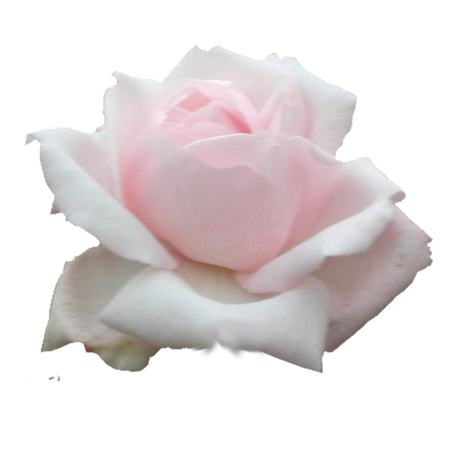 �������Ϸ�ɫ��õ�廨PNG���ͼ