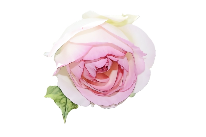 ����ͻ����ɫ��õ�廨PNG���ͼ