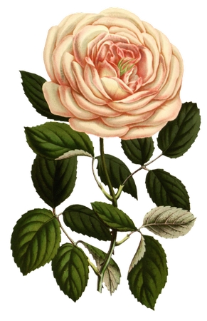 ���ŷ�ɫõ�廨ֲ��ѧ�廭PNG���ͼ