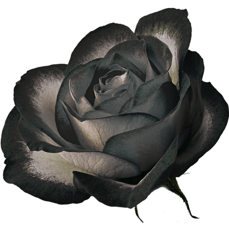 ���ź�õ�廨�廭PNG���ͼ