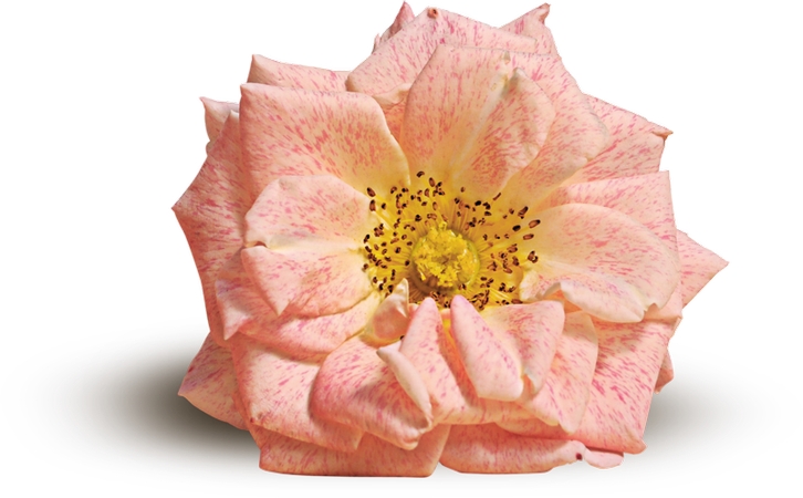 ��ɫ����дPNG���ͼ