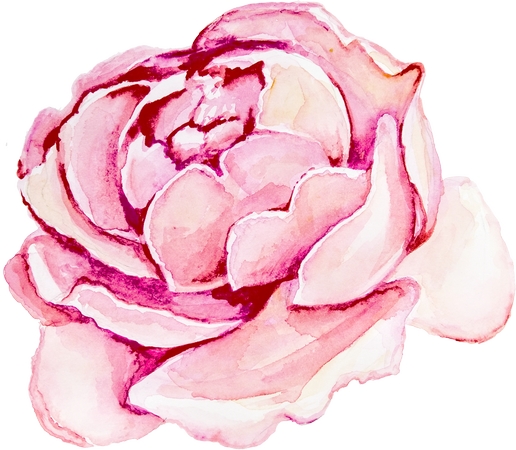 ��ɫˮ��õ�廨�廭PNG���ͼ