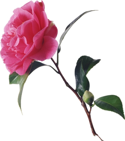 ��������Ҷ��ɫ��PNG���ͼ