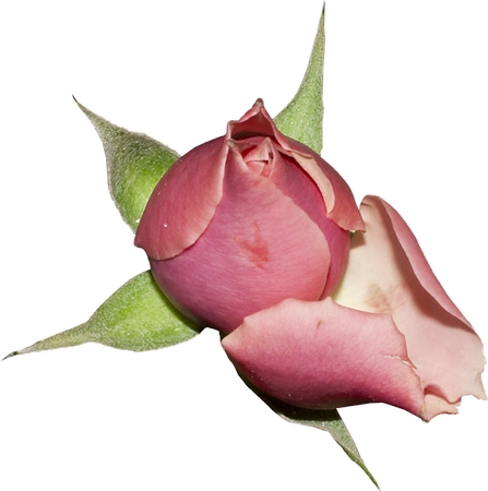 ���·�ɫõ�廨����дPNG���ͼ