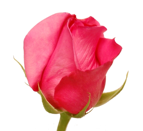 ��ɫõ�廨��PNG���ͼ