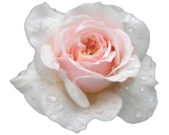 ��¶��׷�ɫõ�廨PNG���ͼ