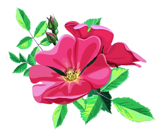 ����Ҷ��ɫ���ܲ廭PNG���ͼ