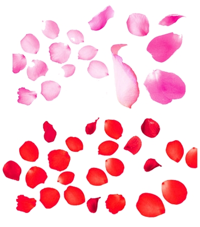 ɢ��õ�廨��PNG���ͼ