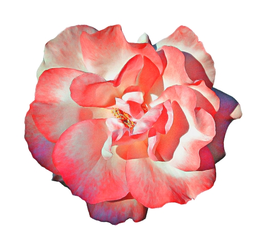 ���·�ɫ��õ�廨��PNG���ͼ