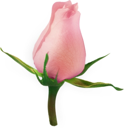 ��Ҷ�ӵľ��·�ɫõ�廨��PNG���ͼ