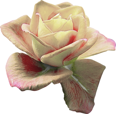 ��ɫ��õ�廨��дPNG���ͼ