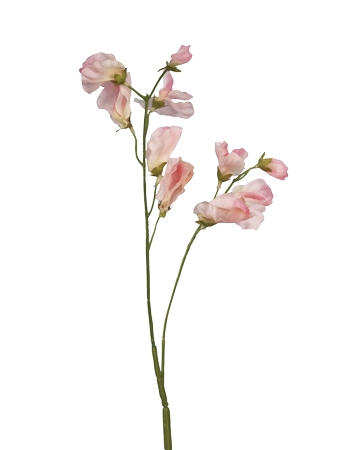 ���·�ɫ��PNG���ͼ