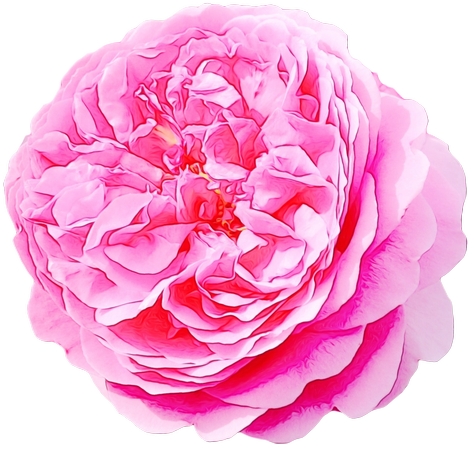 ���·�ɫõ�廨�廭PNG���ͼ