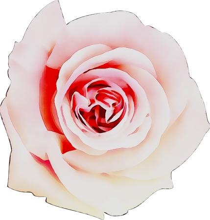 ���·�ɫ��õ�廨��PNG���ͼ