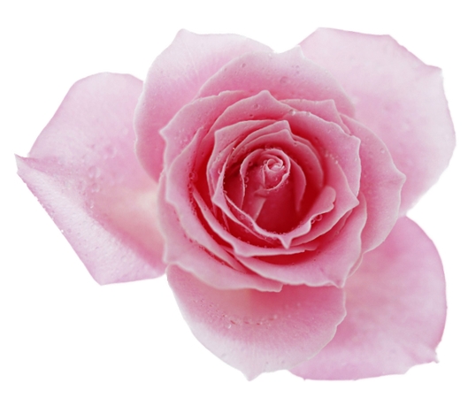 �ɰ��ķ�ɫʢ��õ�廨PNG���ͼ