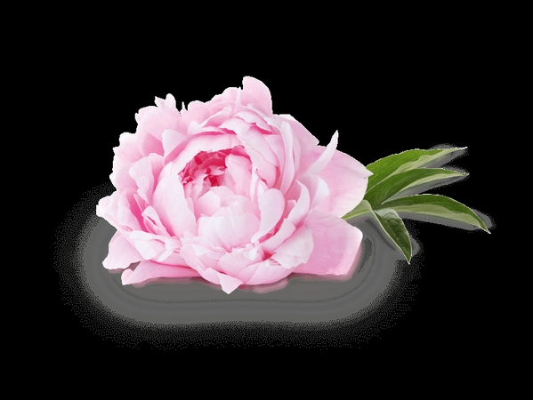 ����Ҷ�ķ�ɫ��PNG���ͼ