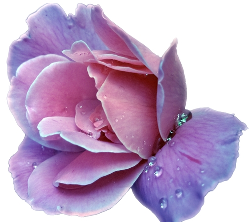 ��ɫ��õ�廨PNG���ͼ