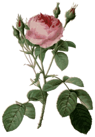 ��ɫ����õ�廨PNG���ͼ