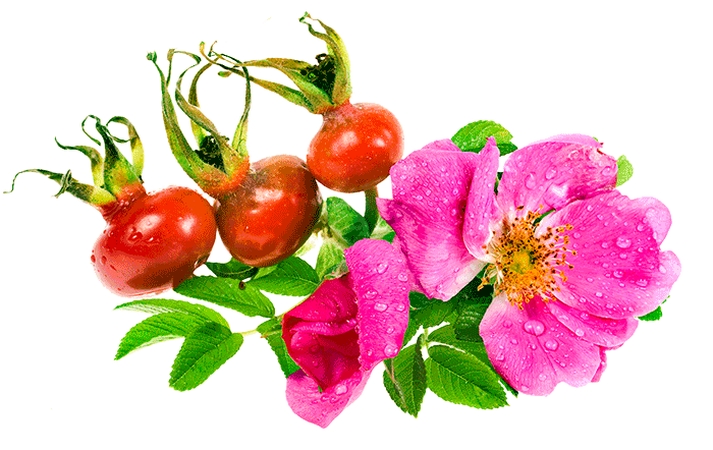 ��¶��ķ�ɫ���ͺ콬��PNG���ͼ