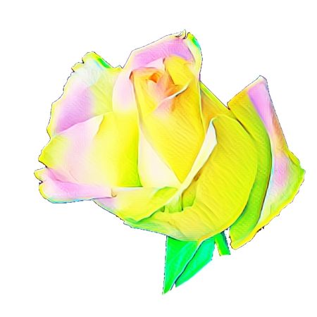 ���Ʒ�ɫ��ϵĶ�ɫõ�廨PNG���ͼ