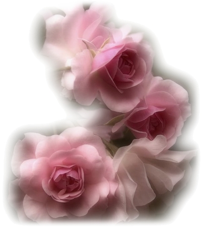 ������ɫõ�廨����ƷPNG���ͼ