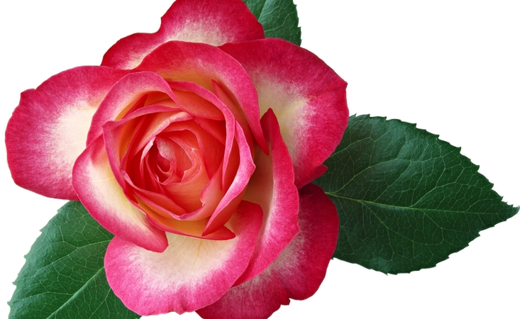 ���޷�ɫ��õ�廨PNG���ͼ