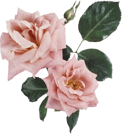 ����Ҷ�ķ�ɫõ�廨PNG���ͼ