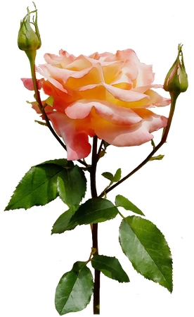 ��ɫ����õ�廨�廭PNG���ͼ